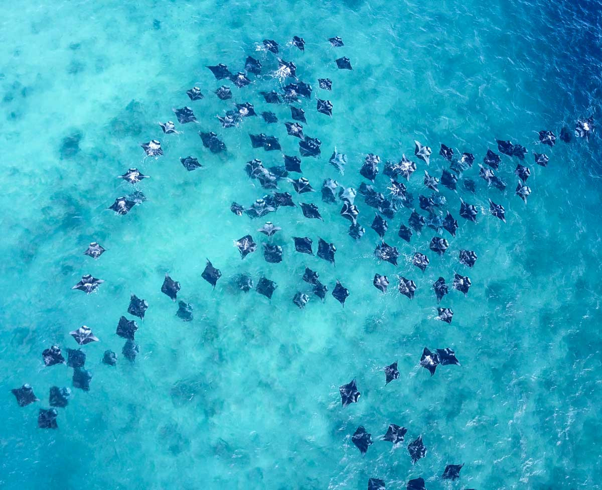 Dhonfanu Reef Closed Amid Protests; MATATO Warns of Tourism Risk