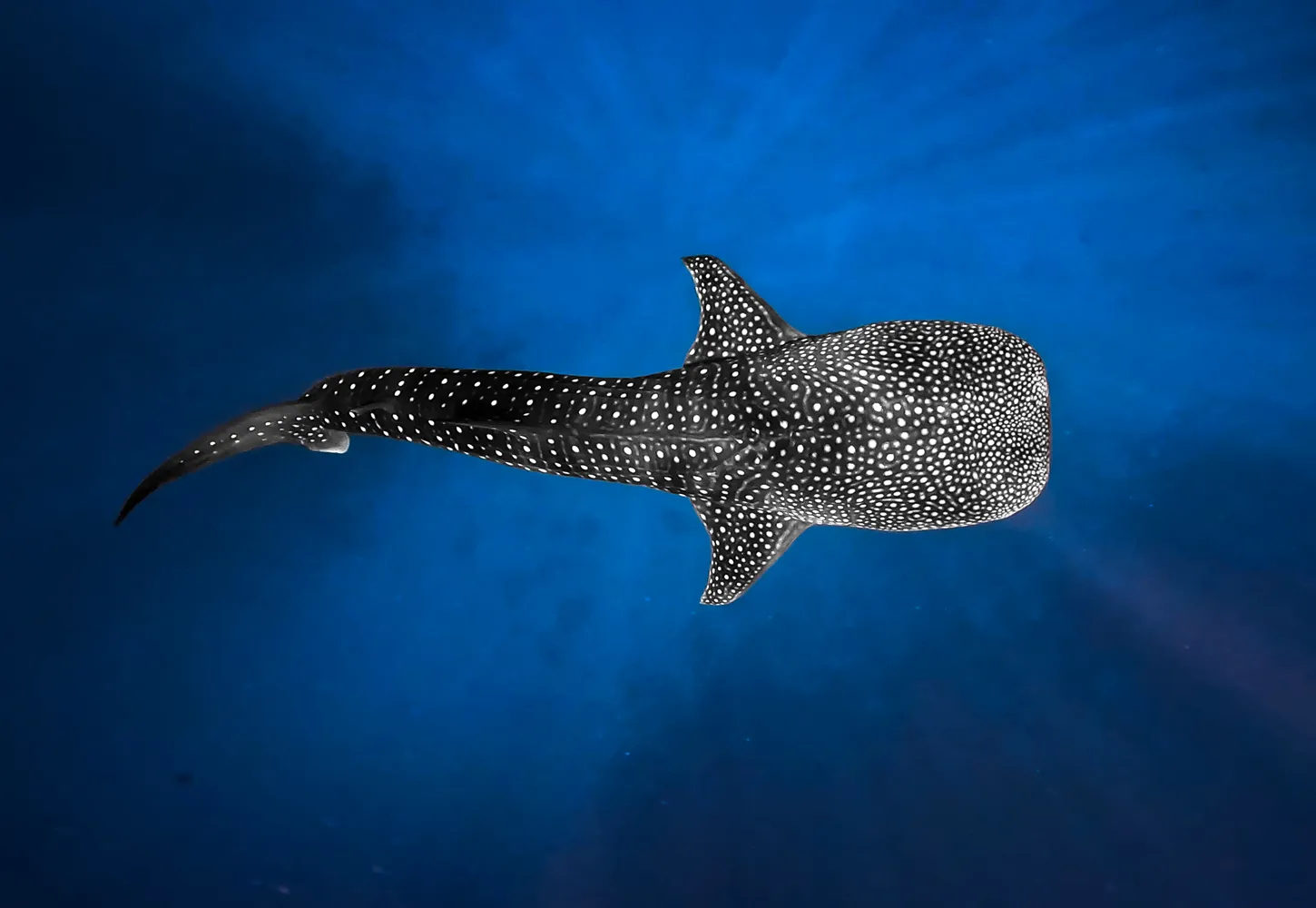 Where to Swim with Whale Sharks in the Maldives