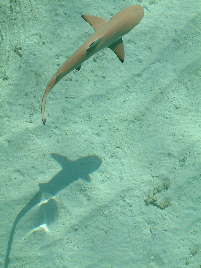 Ayada Maldives — photo 22