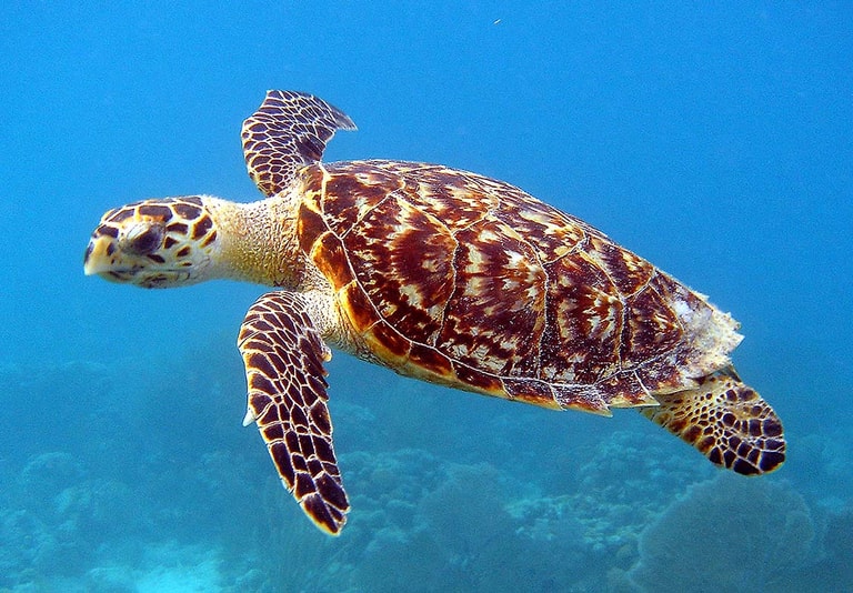 Ayada Maldives — photo 39