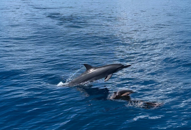 Cinnamon Velifushi Maldives — photo 22