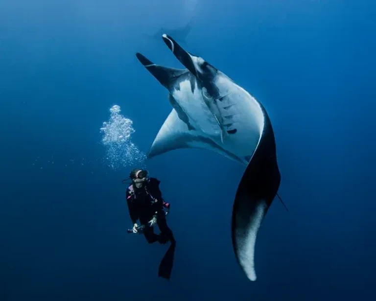 Constance Halaveli Maldives — photo 3