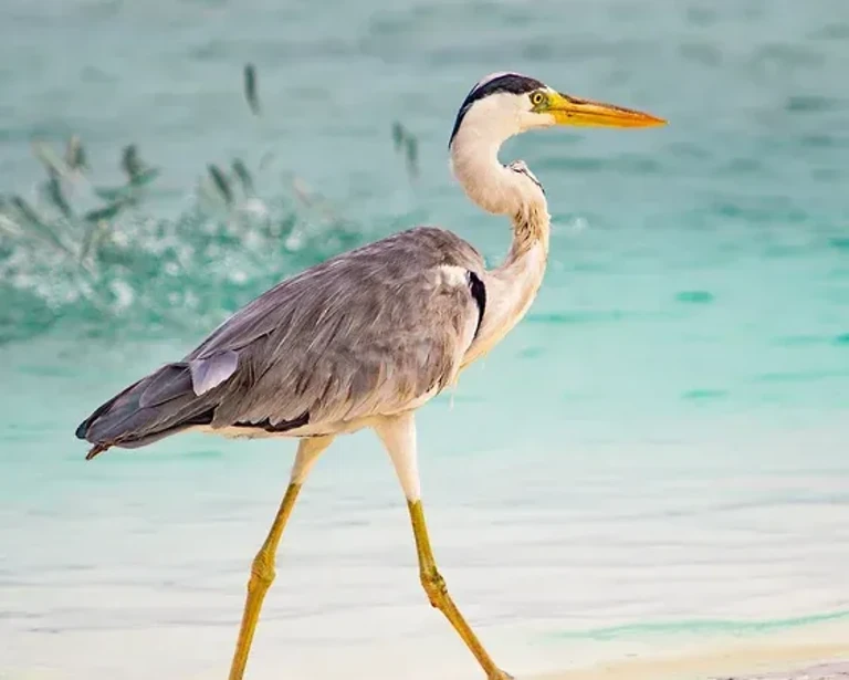 Constance Halaveli Maldives — photo 4