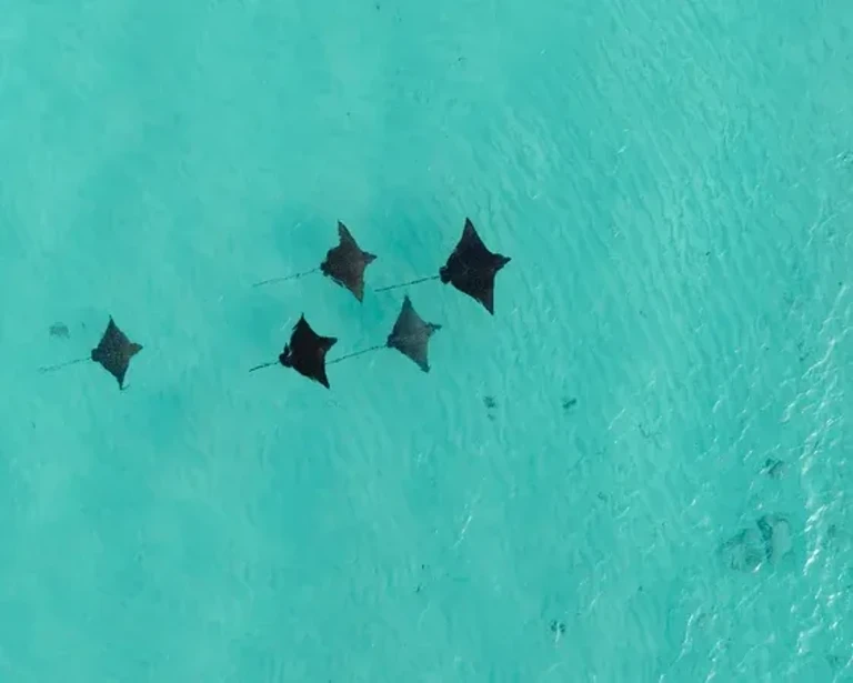 Constance Moofushi - All Inclusive — photo 4