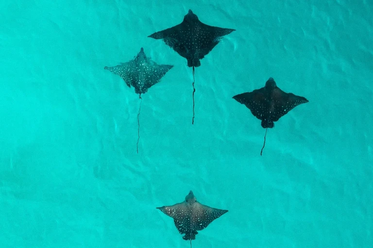 Constance Moofushi - All Inclusive — photo 5