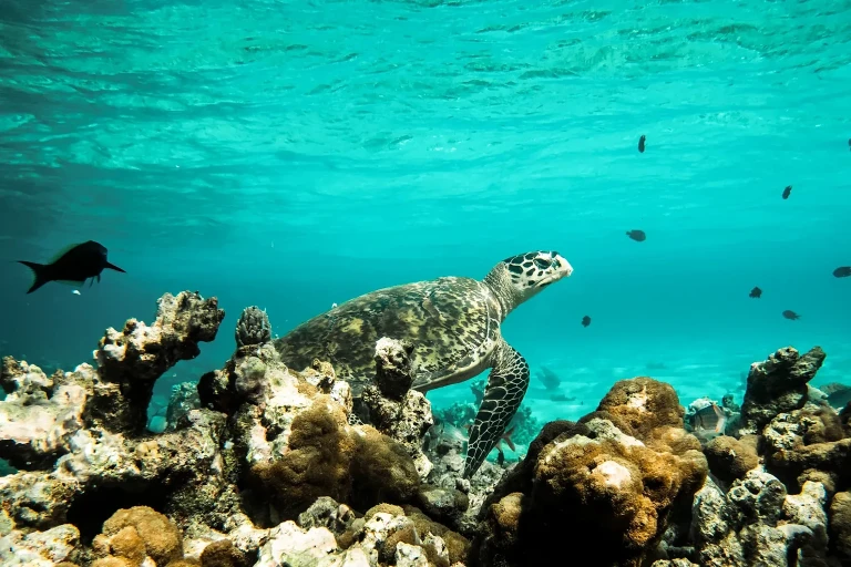 Constance Moofushi - All Inclusive — photo 28