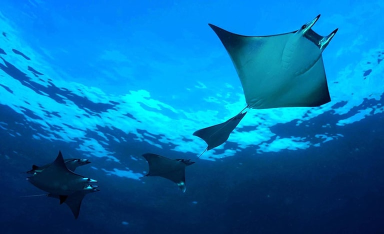 Dhigali Maldives - A Premium All-Inclusive Resort — photo 21