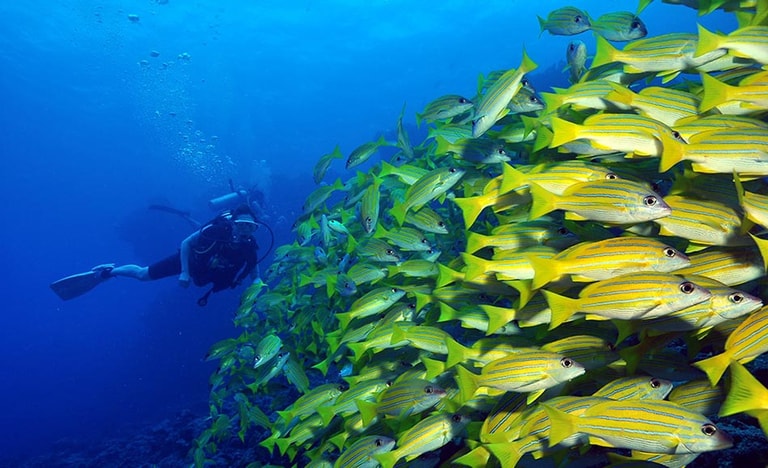 Dhigali Maldives - A Premium All-Inclusive Resort — photo 24