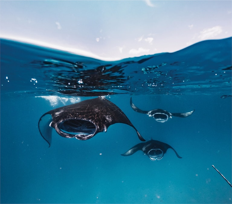 Dusit Thani Maldives — photo 13