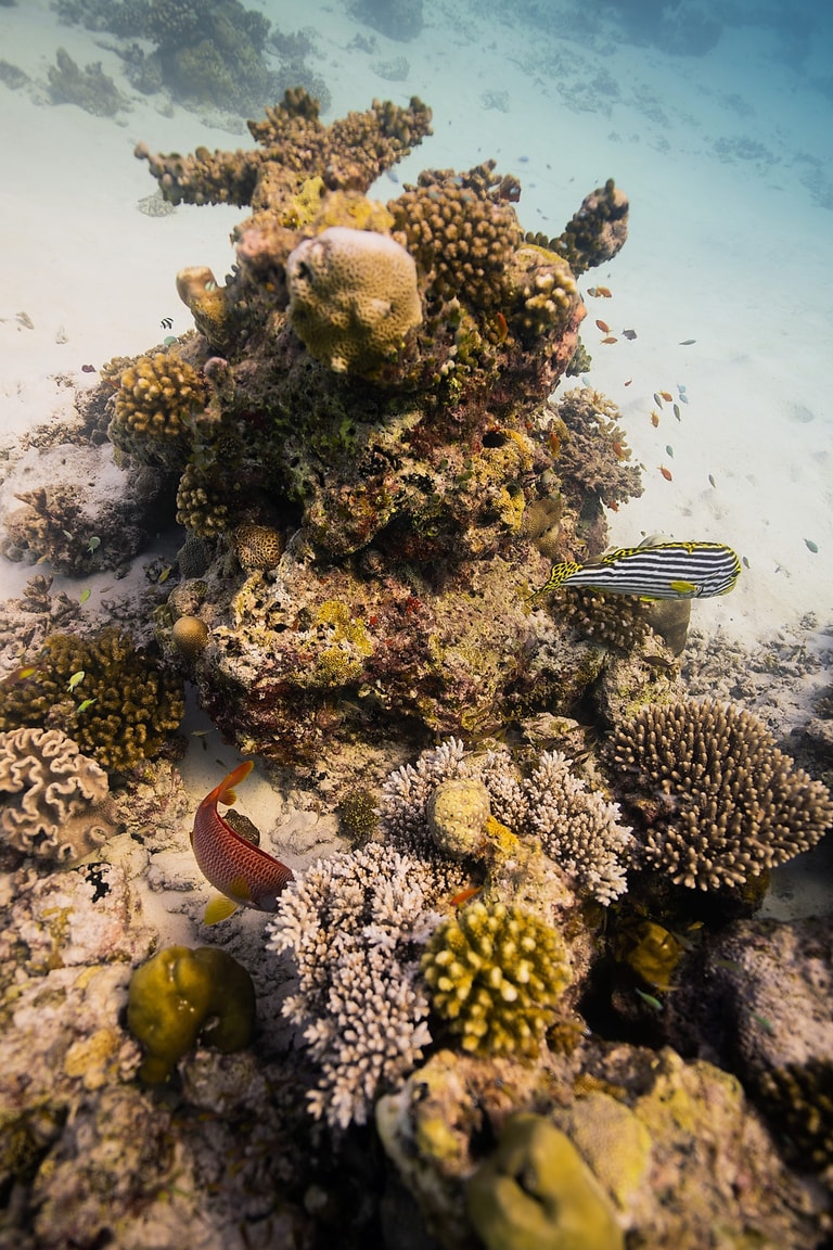 Dusit Thani Maldives — photo 56