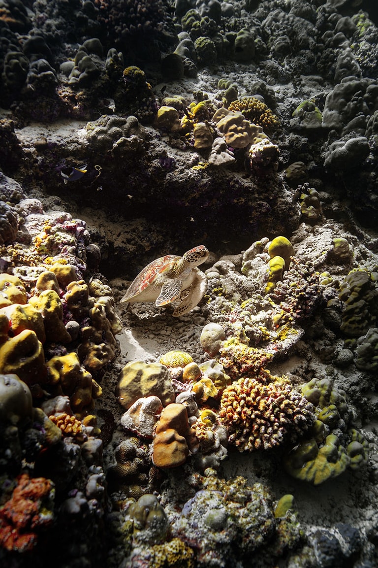 Dusit Thani Maldives — photo 57
