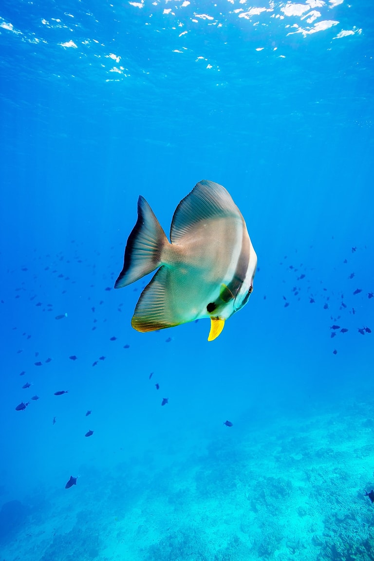 Dusit Thani Maldives — photo 58