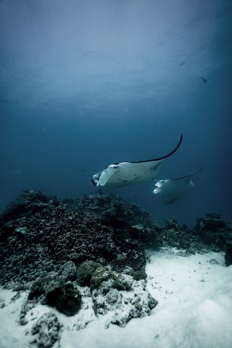 Dusit Thani Maldives — photo 60