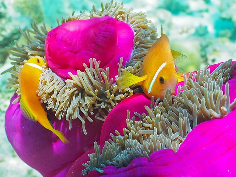 Hondaafushi Island Resort — photo 9