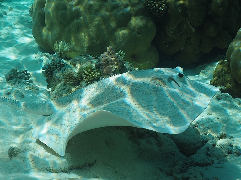 Hondaafushi Island Resort — photo 52