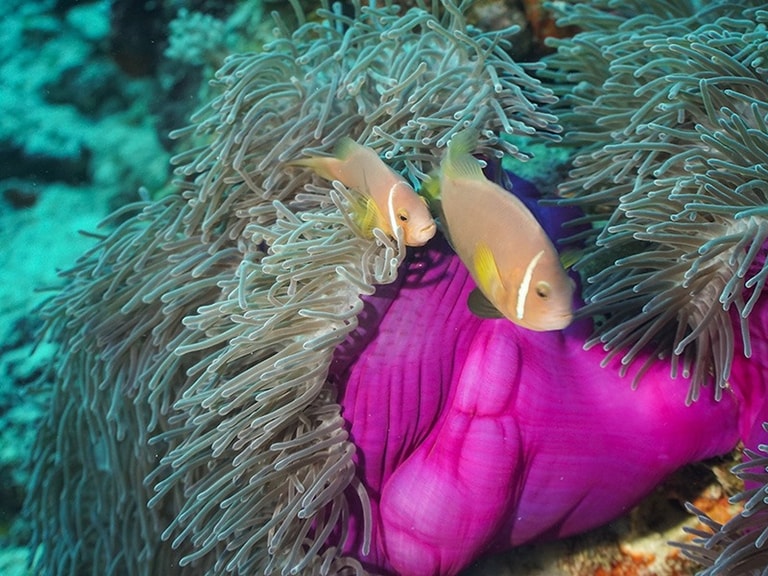 Hondaafushi Island Resort — photo 55
