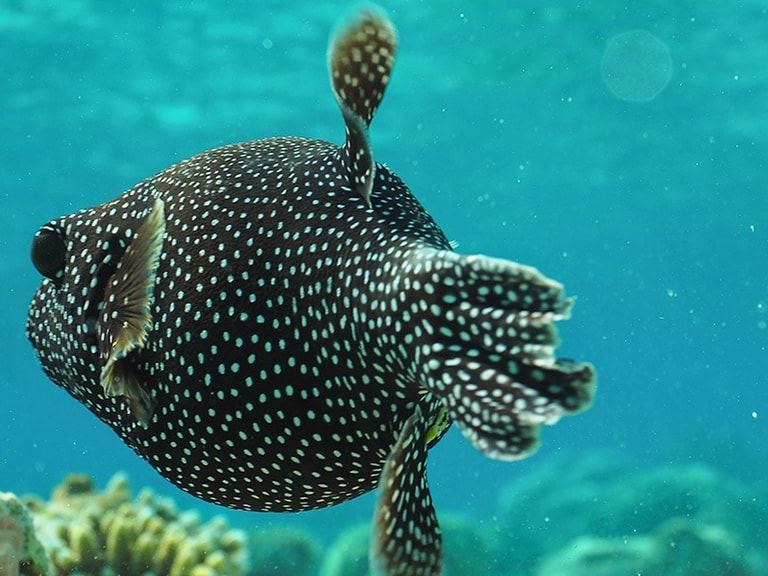Hondaafushi Island Resort — photo 58