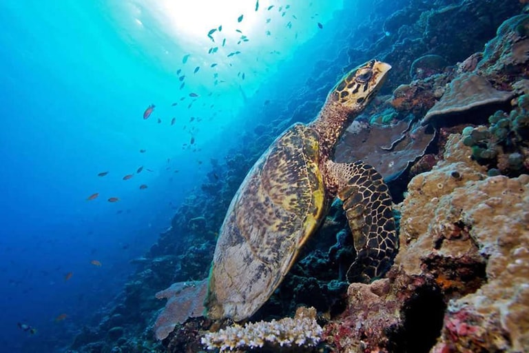Jawakara Islands Maldives — photo 35