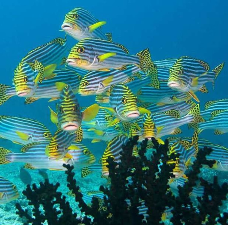 Jawakara Islands Maldives — photo 45