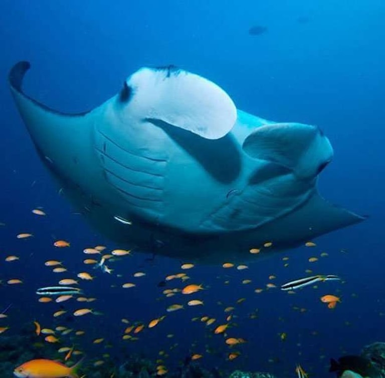 Jawakara Islands Maldives — photo 46