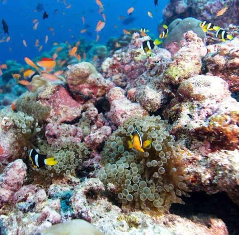 Jawakara Islands Maldives — photo 48