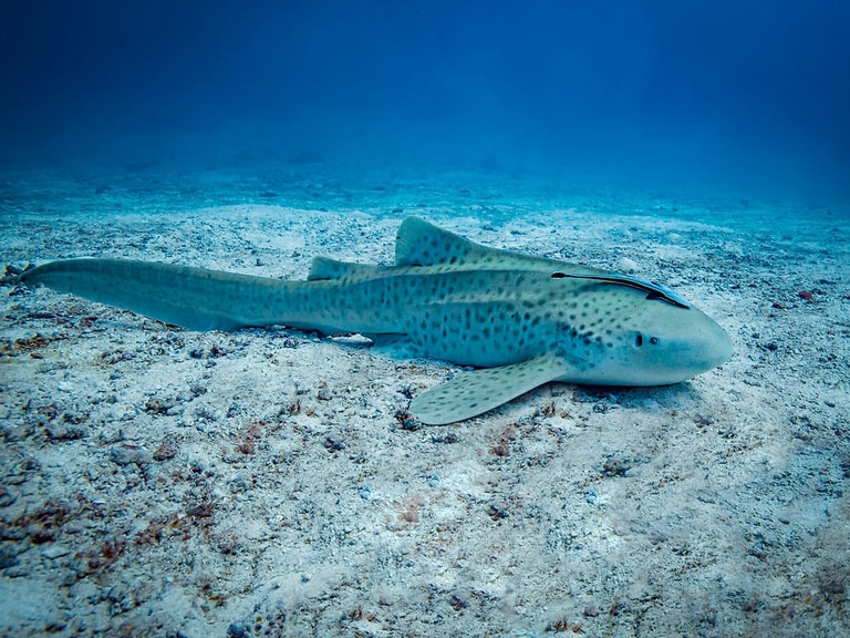 Kuredhivaru Resort and Spa - Maldives — photo 17
