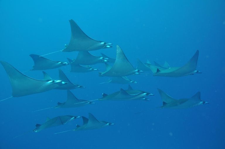 Dhigali Maldives - All Inclusive