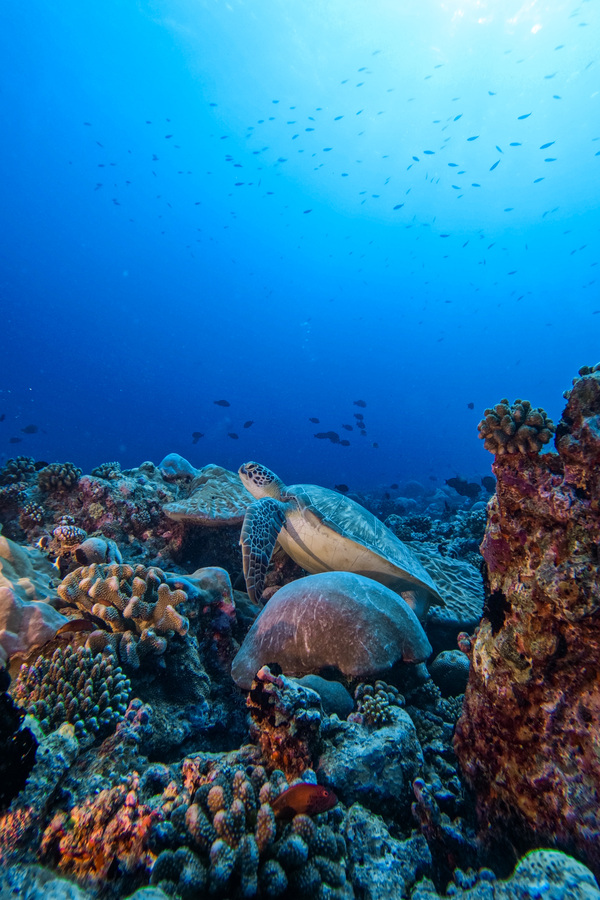 Bandos Maldives