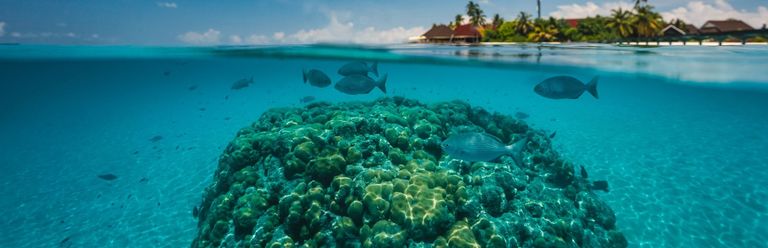 Dhigufaru Island Resort