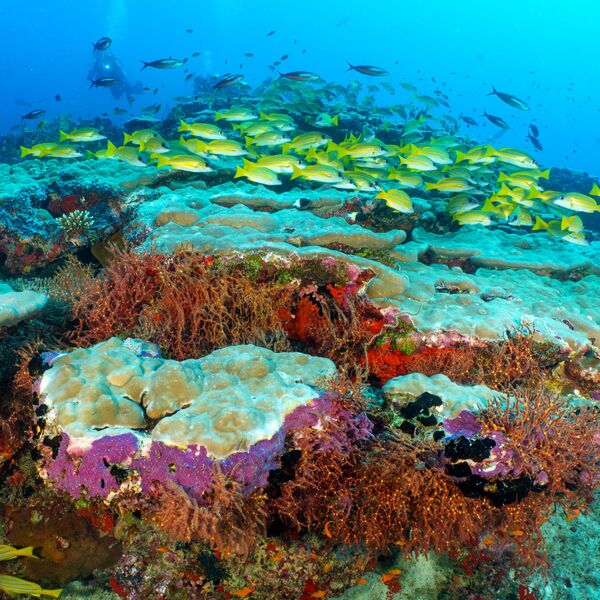 Eri Maldives