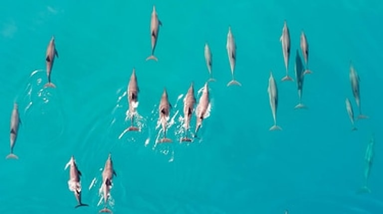 The Ritz-Carlton Maldives - Fari Islands — photo 20